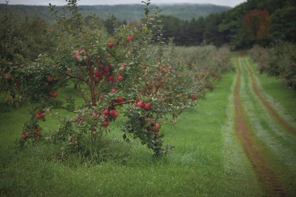 Green orchards with trees heavy with apples.