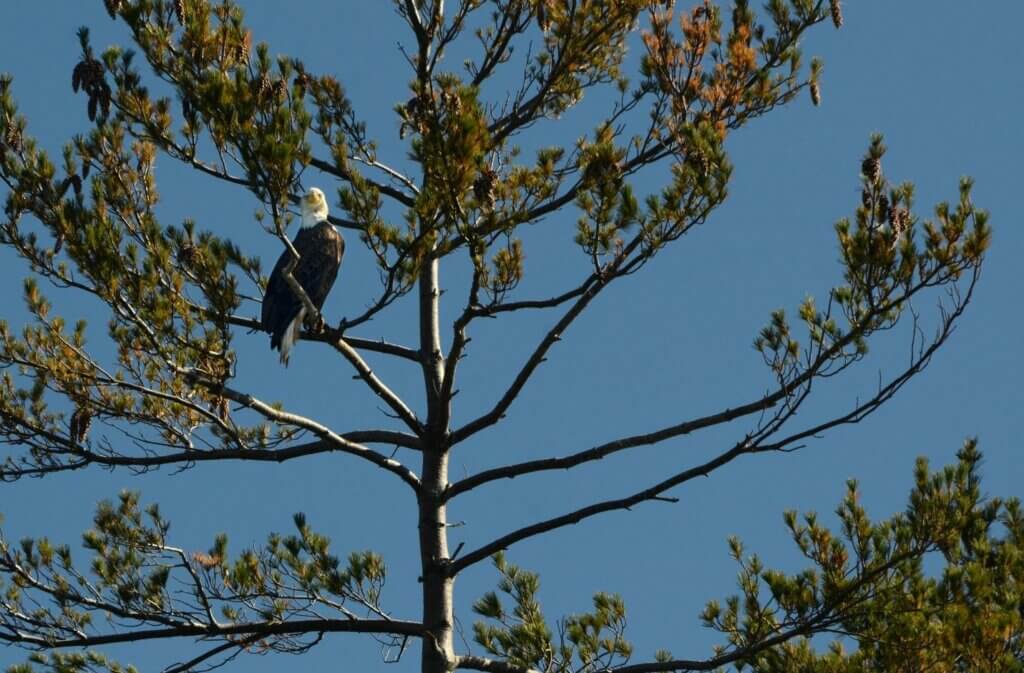 Highlight Number 5 of an Apostle Islands Cruises' Grand Tour: View of bald eagle on one of the Apostle Islands