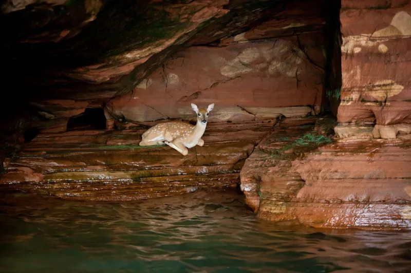 Highlight Number 5 of an Apostle Islands Cruises' Grand Tour: Whitetail deer resting on rocky shore of the Apostle Islands